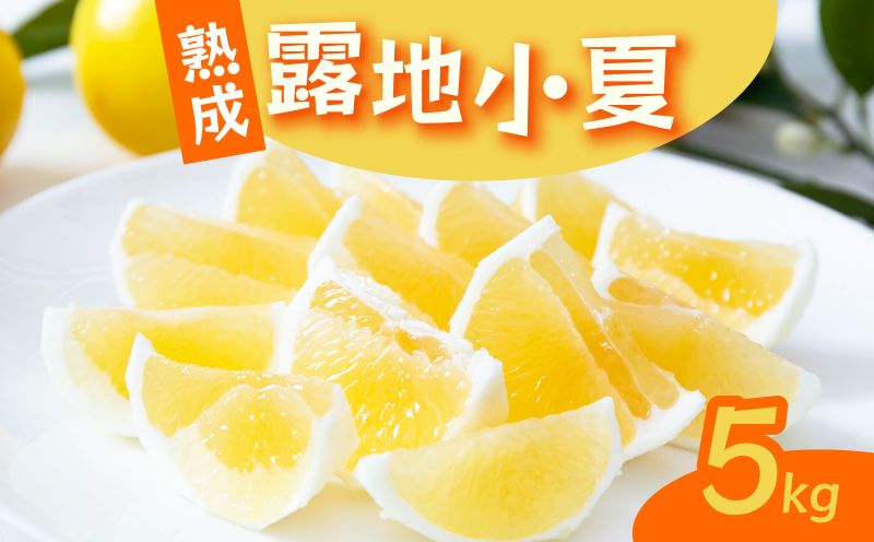 【2026年5月より発送】 熟成 露地小夏 5kg | 柑橘 フルーツ 果物 期間限定 旬の果物 ご家庭用 生産者 農家 直送 高知県 室戸市