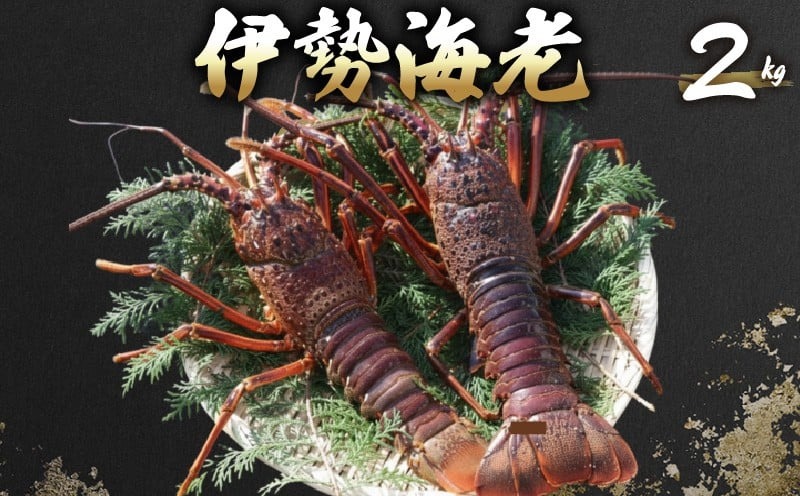 伊勢海老 2kg(5尾～7尾＋タビエビ) 冷蔵 活き伊勢海老 室戸産 国産 エビ えび 海鮮 魚介 産地直送 プリプリ 味噌汁 刺身 焼き物 汁物 室戸海洋深層水 黒潮 高知県 室戸市 ki006