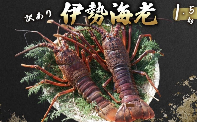 活 伊勢海老 訳あり 1.5kg(5匹＋タビエビ) 冷蔵 – 活き伊勢海老 訳あり 室戸産 国産 エビ えび 海鮮 魚介 産地直送 プリプリ 味噌汁 刺身 焼き物 汁物 室戸海洋深層水 黒潮 高知県 室戸市 ki003