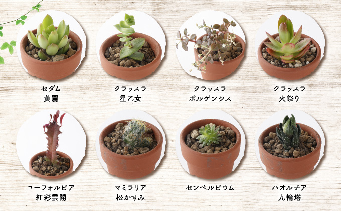 多肉植物の小苗４０本セット（４０種類アソート）