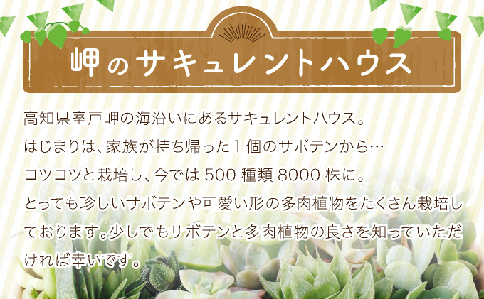 多肉植物の小苗４０本セット（４０種類アソート）