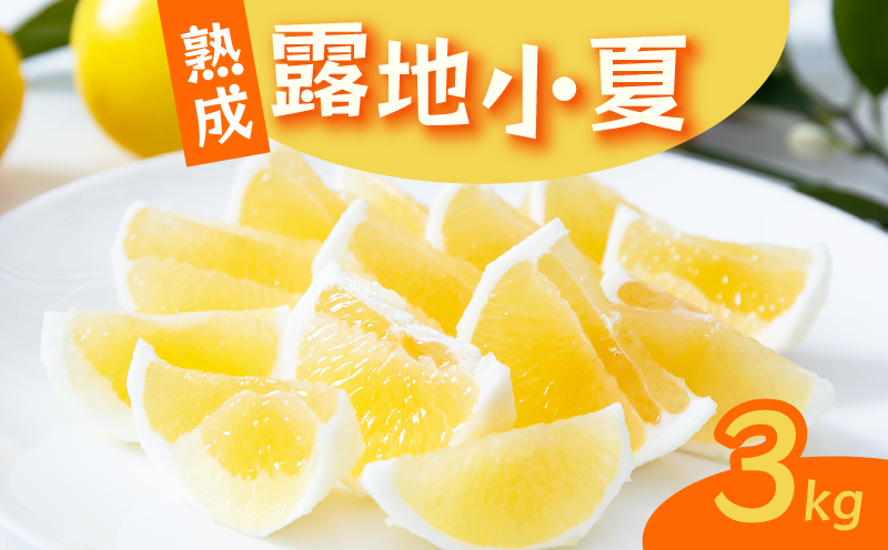 【2026年5月より発送】 熟成 露地小夏 3kg | 柑橘 フルーツ 果物 期間限定 旬の果物 ご家庭用 生産者 農家 直送 高知県 室戸市