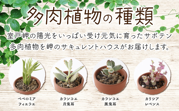 多肉植物の小苗４０本セット（４０種類アソート）