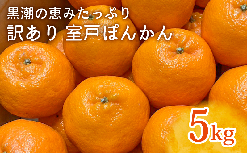 【先行予約】ぽんかん LLサイズ 5kg｜農家直送 甘い 訳あり 家庭用 数量限定 ポンカン 濃厚 柑橘 果物 みかん 蜜柑 旬 人気 高知県 室戸市 ふるさと納税