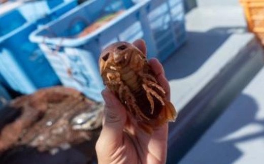 室戸からの招待状「海来に乗船していざ深海生物漁業体験」試食付