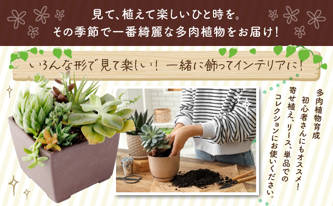 多肉植物の小苗２０本セット（２０種類アソート）