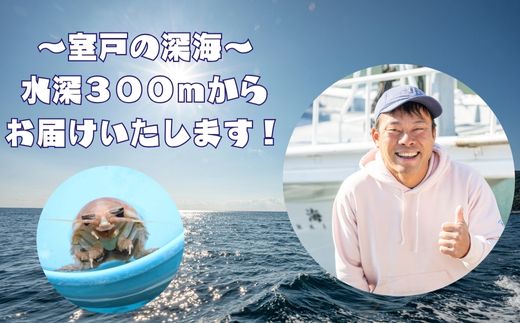 「深海王国」室戸からお届けする「活オオグソクムシ」【３匹】甲殻類 エビ・カニの仲間 話題性 珍味 生きたまま