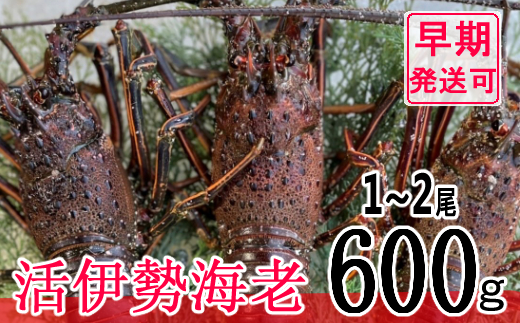 【ふるさと納税】 【漁師直送】 活 伊勢海老 600ｇ 〈 お刺身 ・ お鍋 などに おすすめ 〉 エビ 海老 えび 伊勢 伊勢えび 伊勢エビ 産地 直送