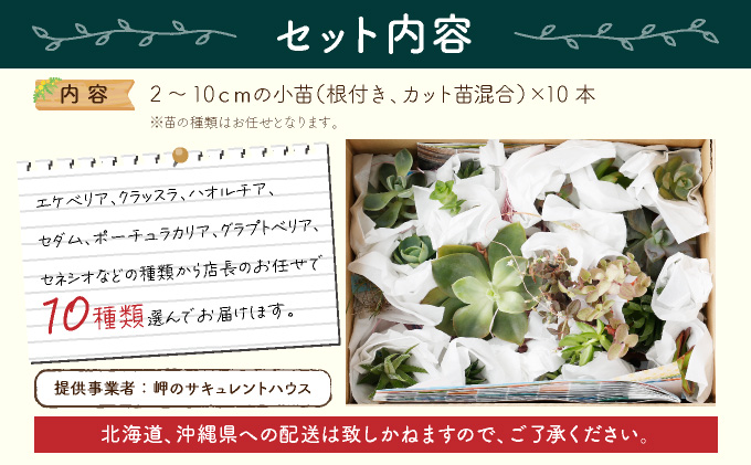 【初心者におすすめ】多肉植物の小苗１０本セット（１０種類アソート） 5000円 可愛い ミニサイズ 人気 オススメ 趣味 インテリア ナチュラル 自然 風水 緑 かわいい 初心者 おすすめ 送料無料