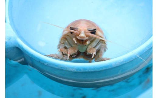 「深海王国」室戸からお届けする「活オオグソクムシ」【３匹】甲殻類 エビ・カニの仲間 話題性 珍味 生きたまま