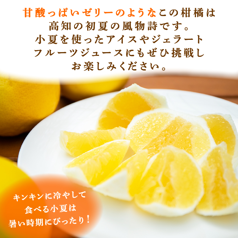 【2026年5月より発送】 熟成 露地小夏 3kg | 柑橘 フルーツ 果物 期間限定 旬の果物 ご家庭用 生産者 農家 直送 高知県 室戸市