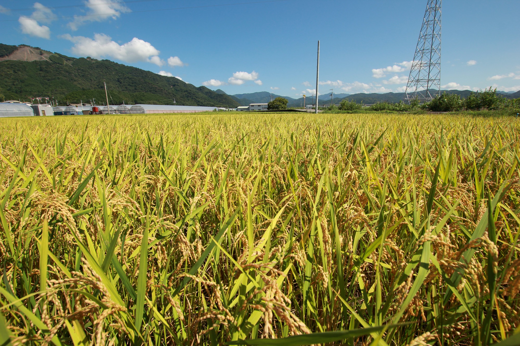 《令和6年産新米》4ヵ月連続でお届け!!新嘗祭皇室献上農家が作った高知県産「よさ恋美人(白米)」定期便 5kg×4回