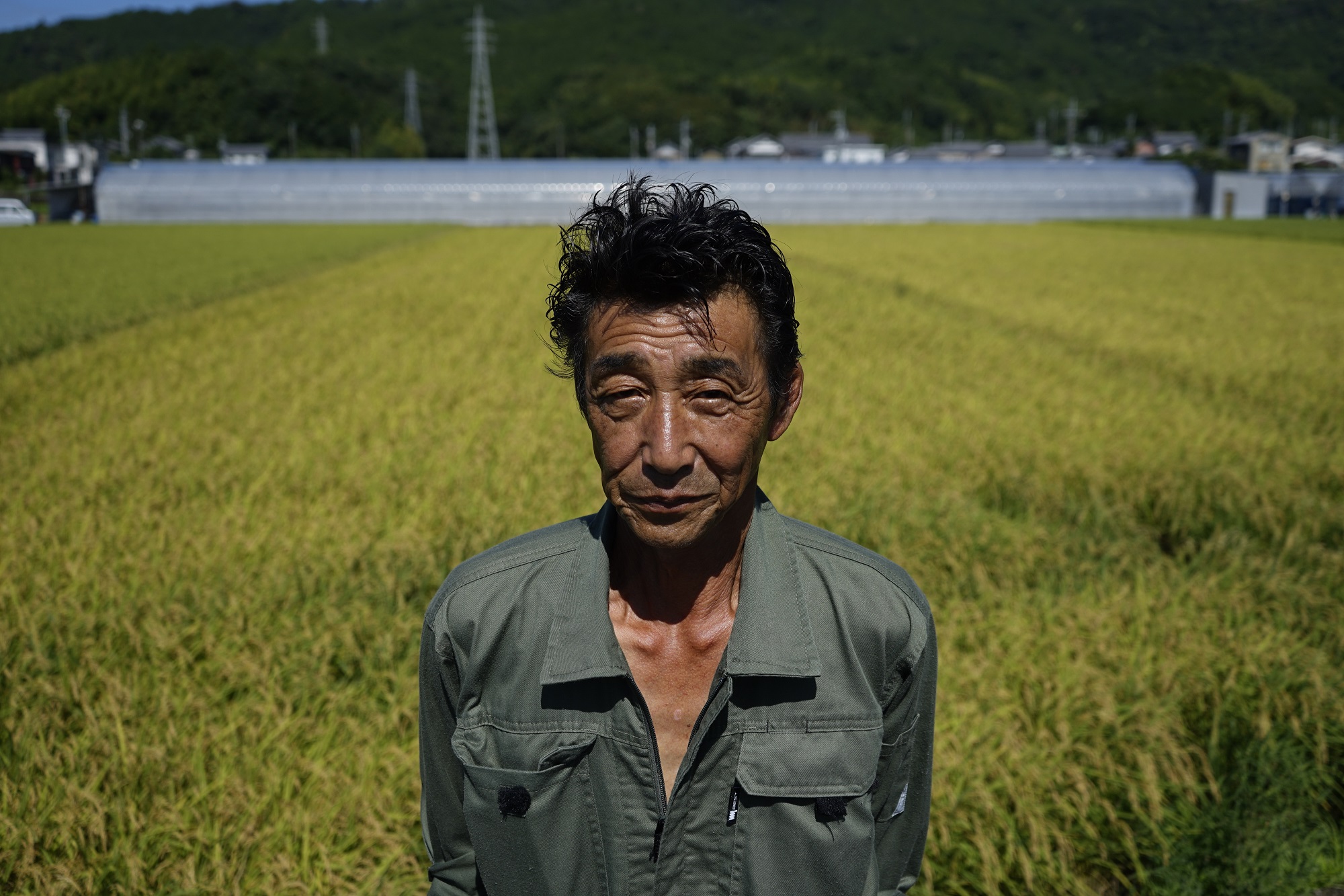 12ヵ月連続でお届け!!新嘗祭皇室献上農家が作った高知県産「にこまる(白米)」定期便 10kg×12回