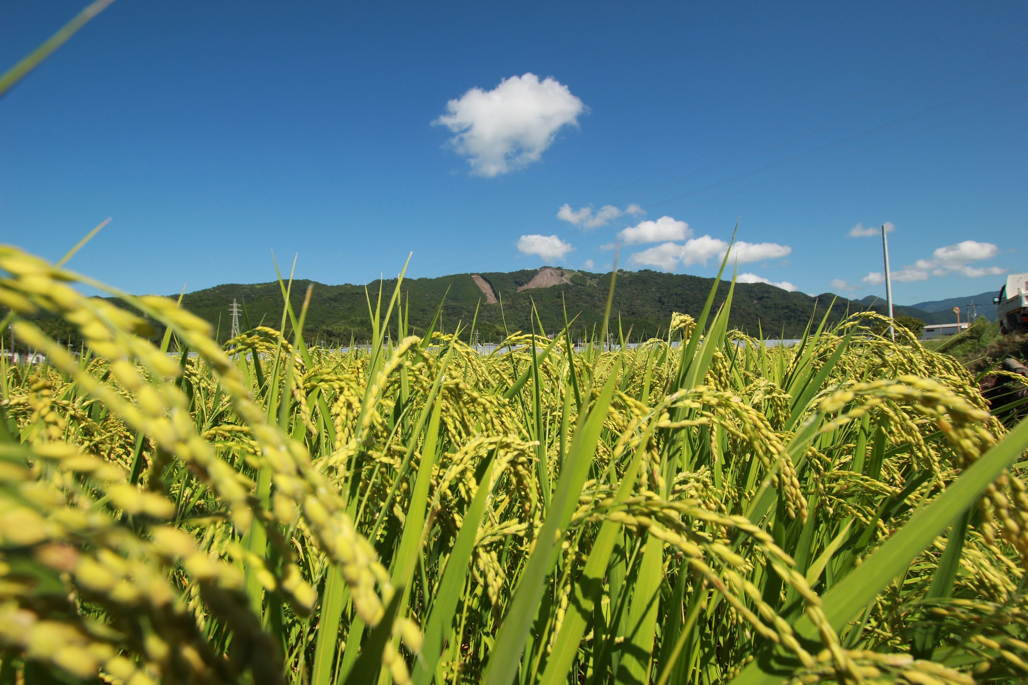 《令和6年産新米》4ヵ月連続でお届け!!新嘗祭皇室献上農家が作った高知県産「よさ恋美人(白米)」定期便 10kg×4回