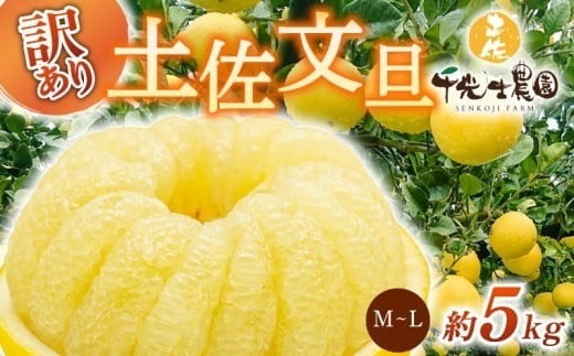 【 先行予約受付 】【 R8年発送 】 土佐文旦 M~L 約5kg 訳あり ぶんたん ワケあり 果物 柑橘 みかん 高知県 特産品 贈答用 ギフト 家庭用 フルーツ 旬 季節 果実 お取り寄せ 千光士農園 南国土佐 プリプリ 爽やか 酸味 甘い 果汁 食感 2月 3月 4月 冬 春 13玉 14玉 15玉 16玉 安芸市 高知県