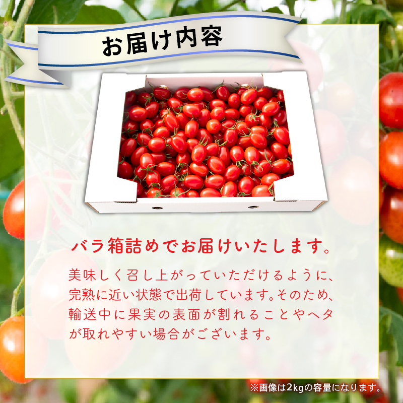 縲仙郁。悟女莉倬幕蟋九代ワ繝繝斐シ繝医槭ヨ3kg