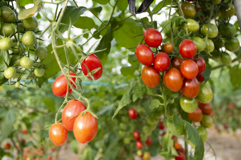 縲仙郁。悟女莉倬幕蟋九代ワ繝繝斐シ繝医槭ヨ3kg