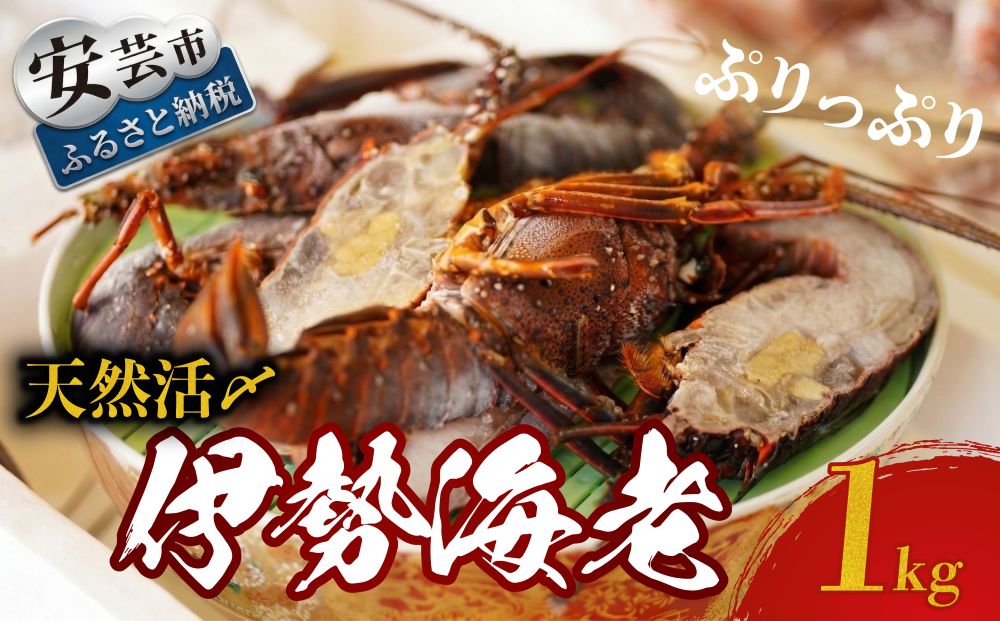 天然活〆伊勢海老1kg(冷凍)【ご家庭用】