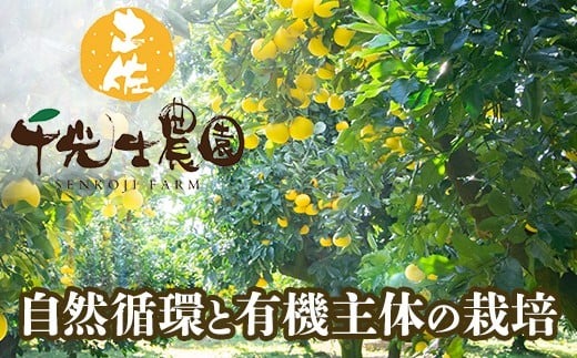 【 先行予約受付 】【 R8年発送 】 土佐文旦 L~4L 約10kg 訳あり 柑橘 フルーツ 果物 ブンタン 文旦 とさぶんたん 高知県 特産品 ギフト プレゼント 贈り物 おいしい 熟成 爽やか 酸味 甘い 果汁 ジューシー 家庭用 旬 季節 限定 2月 3月 4月 春 お取り寄せ グルメ 千光士農園 L 2L 3L 4L 17玉 22玉 安芸市 高知県