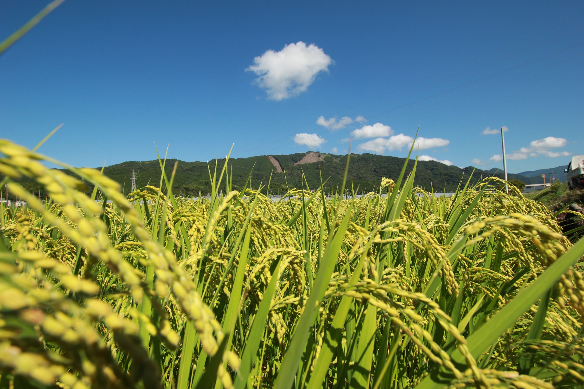 《令和5年産》新嘗祭皇室献上米農家が作った「コシヒカリ(白米)」5kg