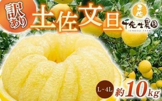 【 先行予約受付 】【 R8年発送 】 土佐文旦 L~4L 約10kg 訳あり 柑橘 フルーツ 果物 ブンタン 文旦 とさぶんたん 高知県 特産品 ギフト プレゼント 贈り物 おいしい 熟成 爽やか 酸味 甘い 果汁 ジューシー 家庭用 旬 季節 限定 2月 3月 4月 春 お取り寄せ グルメ 千光士農園 L 2L 3L 4L 17玉 22玉 安芸市 高知県