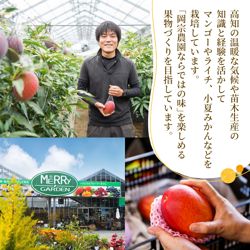 【令和8年産 先行予約受付】 完熟 マンゴー 2玉 ～ 3玉 800g ～ 900g フルーツ 果物 くだもの 季節限定 期間限定 旬 限定 高糖度 南国フルーツ 南国マンゴー スイーツ デザート アレンジ プリン ケーキ スムージー 国産 メリーガーデン 高知県安芸市 予約 アップルマンゴー アーウィン 鉢植え 自然落下 ギフト 贈答用 岡宗農園 6月 7月 夏 高知 安芸市 高知県