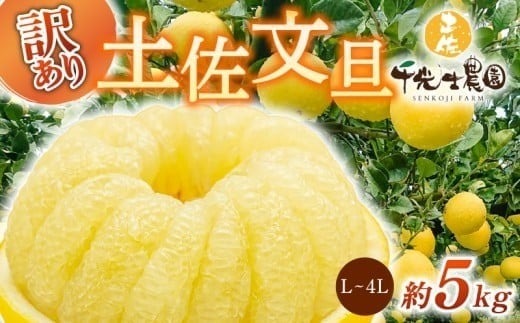 【先行予約受付】【R8年発送】 土佐文旦 L~4L 約5kg 訳あり フルーツ 柑橘 ぶんたん 特産品 高知県産 家庭用 果物 ジューシー 爽やか 酸味 甘み 芳香 2月 3月 4月 熟成 贈答用 ギフト 旬 季節限定 千光士農園 安芸市 高知県