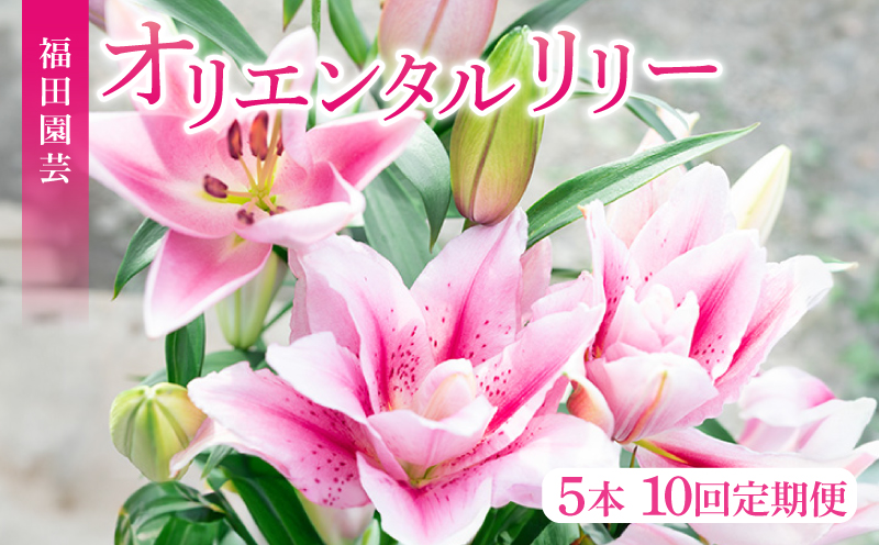 ユリ(オリエンタルリリー)5本×10ヶ月 毎月お届け 10〜6月