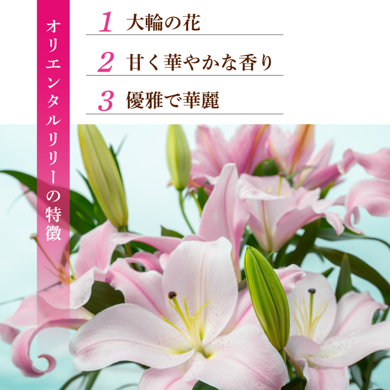 螳壽悄萓ソ6蝗 繝ヲ繝ェ 繧ェ繝ェ繧ィ繝ウ繧ソ繝ォ繝ェ繝ェ繝シ 3譛ャ