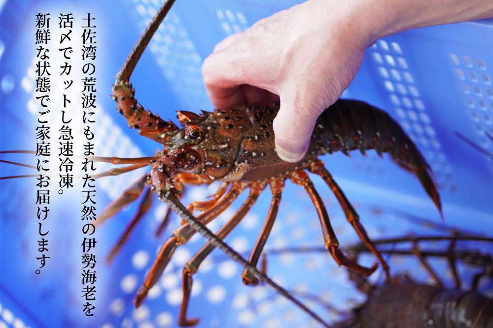 螟ゥ辟カ豢サ縲莨雁兇豬キ閠1kg(蜀キ蜃)縲舌#螳カ蠎ュ逕ィ縲