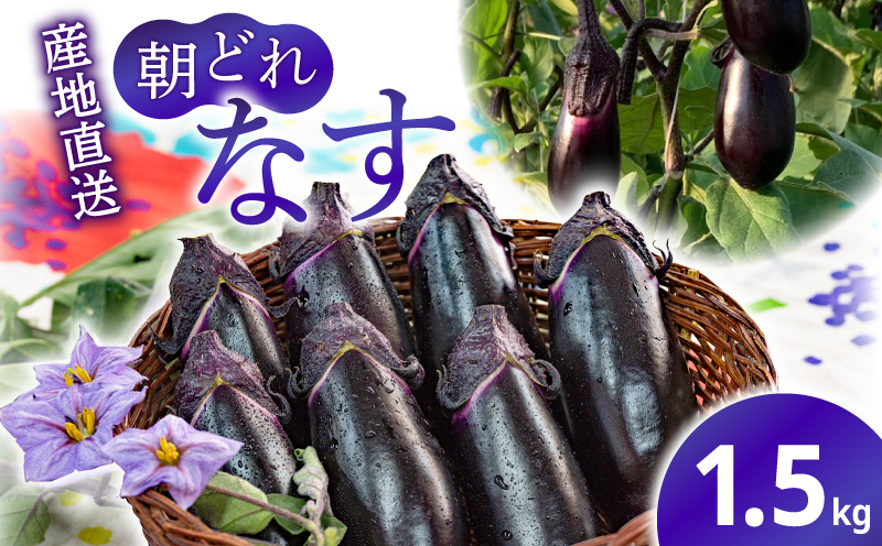 農家直送!高知県安芸市産 朝採れナス 1.5kg