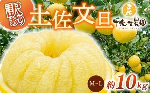 【 先行予約受付 】【 R8年発送 】 土佐文旦 M~L 約10kg 訳あり 果物 柑橘 高知県 特産品 文旦 ぶんたん ブンタン 爽やか 酸味 甘い 果汁 ジューシー プリプリ 食感 芳香 ご家庭用 ワケあり 不揃い 千光士農園 2月 3月 4月 発送 M~Lサイズ 26~32玉 詰め合わせ 贈答用 ギフト 南国 フルーツ 冬 春 季節 旬 特大 安芸市 高知県