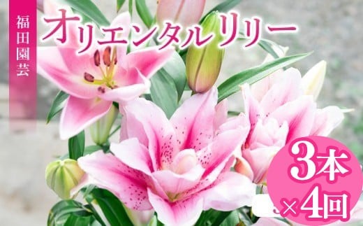 定期便4回 ユリ オリエンタルリリー 3本