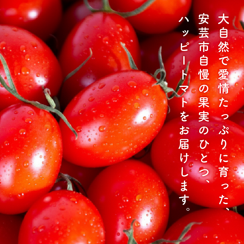 縲仙郁。悟女莉倬幕蟋九代ワ繝繝斐シ繝医槭ヨ3kg