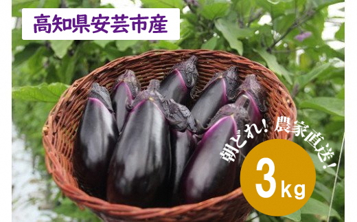 農家直送!高知県安芸市産　朝採れナス　3kg