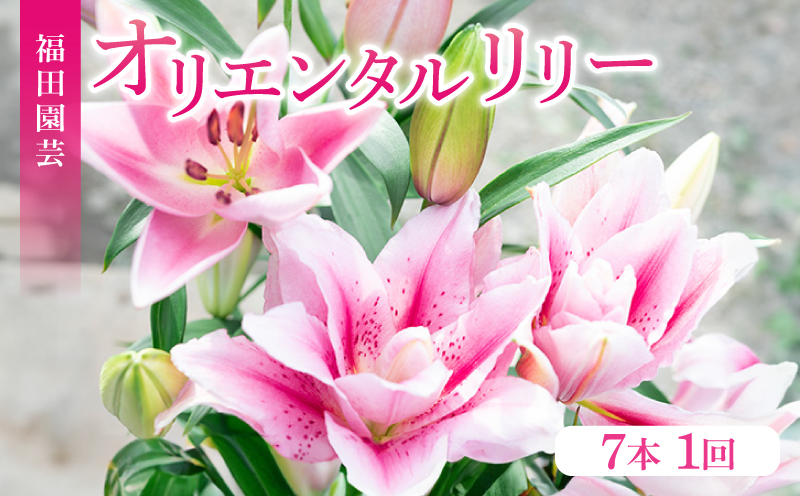 ユリ(オリエンタルリリー)7本セット