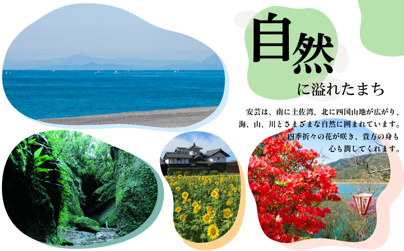 精撰 菊水 1800ml 6本 計10800ml 酒 おさけ お酒 sake 辛口 土佐 代表酒 淡麗辛口 すっきり ギフト 父の日 パーティ 贈り物 一升瓶 1.8L 1,800ml 蔵元直送 菊水酒造 高知県 安芸市