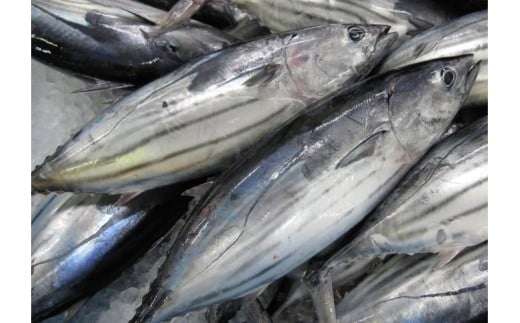 【 2回 定期便 】かつおのたたき 定期便