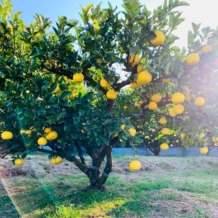 小松農園の土佐文旦 大玉 贈答用(約5kg)