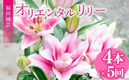 定期便5回 ユリ オリエンタルリリー 4本