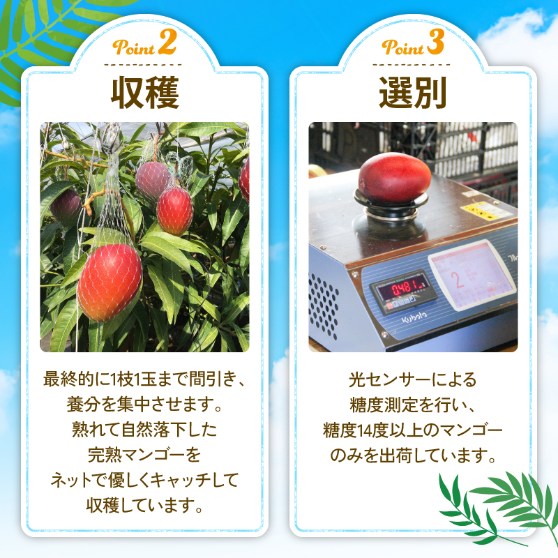 【令和8年産 先行予約受付】 完熟 マンゴー 2玉 ～ 3玉 800g ～ 900g フルーツ 果物 くだもの 季節限定 期間限定 旬 限定 高糖度 南国フルーツ 南国マンゴー スイーツ デザート アレンジ プリン ケーキ スムージー 国産 メリーガーデン 高知県安芸市 予約 アップルマンゴー アーウィン 鉢植え 自然落下 ギフト 贈答用 岡宗農園 6月 7月 夏 高知 安芸市 高知県