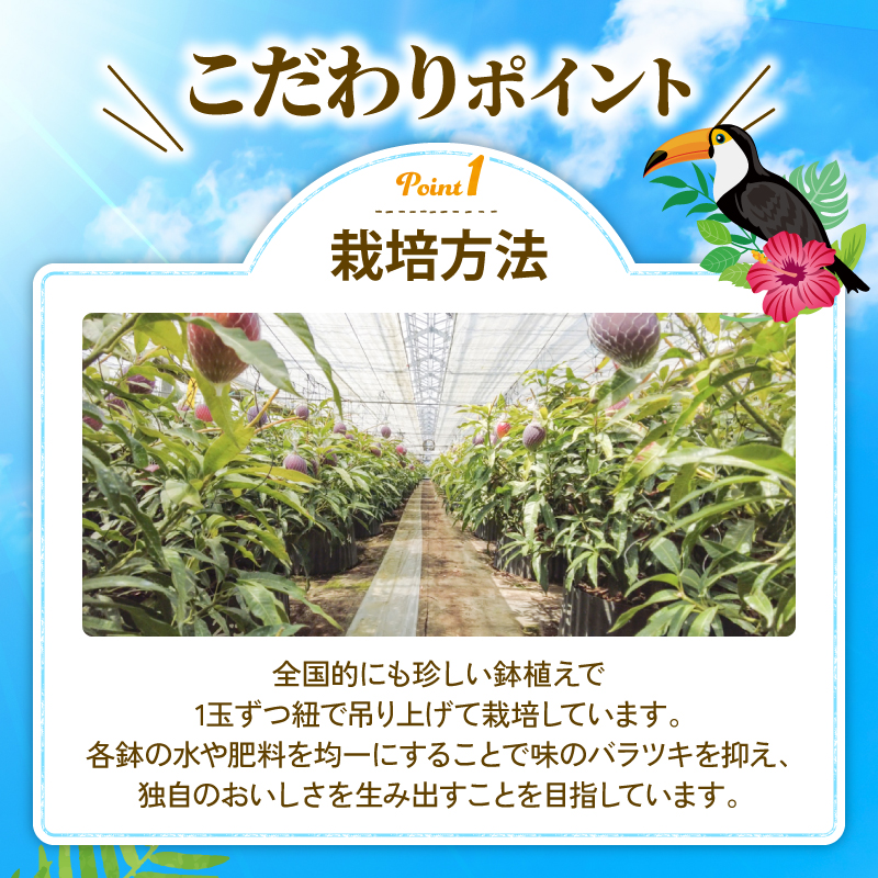 【令和8年産 先行予約受付】 完熟 マンゴー 2玉 ～ 3玉 800g ～ 900g フルーツ 果物 くだもの 季節限定 期間限定 旬 限定 高糖度 南国フルーツ 南国マンゴー スイーツ デザート アレンジ プリン ケーキ スムージー 国産 メリーガーデン 高知県安芸市 予約 アップルマンゴー アーウィン 鉢植え 自然落下 ギフト 贈答用 岡宗農園 6月 7月 夏 高知 安芸市 高知県