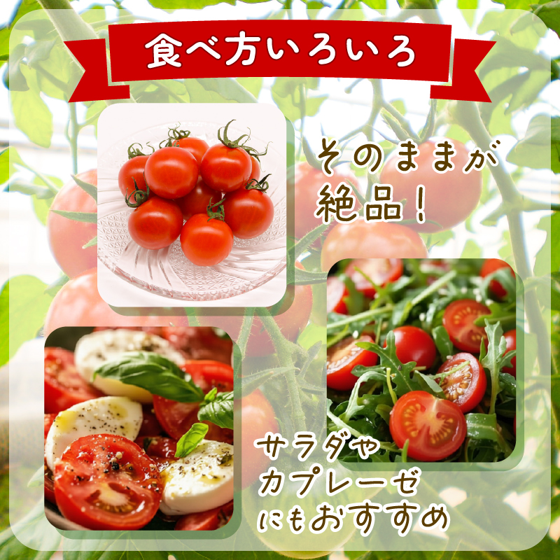 フルティカトマト 2kg | トマト フルティカトマト とまと フルーツ 果物 野菜 厳選 人気 ギフト プレゼント 贈り物 くだもの 旬 お取り寄せ 甘い 産地直送トマト 季節限定 期間限定 西島園芸団地 高知県 南国市