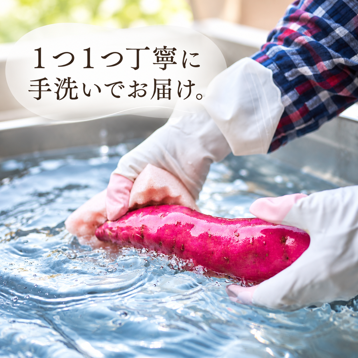 【 冬季 限定 】 【 先行予約 】 【 訳あり 】 高知県産 熟成紅はるか 極蜜芋 10kg ｜ 紅はるか さつまいも 生芋 熟成芋 高知 焼き芋 やきいも おやつ 農家直送 産地直送 WADA FARM 高知県 南国市