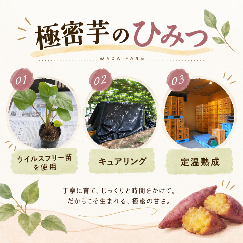 【 冬季 限定 】 【 先行予約 】 【 訳あり 】 高知県産 土付き 熟成紅はるか 極蜜芋 10kg ｜ 紅はるか さつまいも 生芋 熟成芋 高知 焼き芋 やきいも おやつ 農家直送 産地直送 WADA FARM 高知県 南国市
