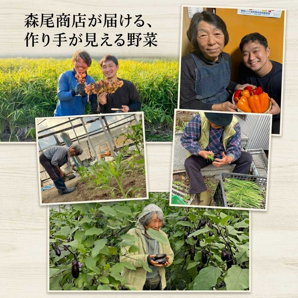 【先行予約】 【6回定期便】 朝採れ新鮮！ 野菜セット(10～11品) | 野菜セット 新鮮 野菜 人気 季節の野菜 数量限定 おすすめ 森尾商店 高知県 南国市