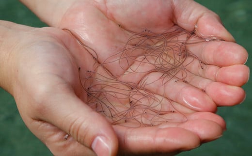 ãéåžžçšãã10åå®æäŸ¿ãæ¥µäžåœç£ããªãåäžåæ¡ çœçŒãçŽ140gâ4å°Ÿ | ããªã é°» ãŠãã® çœçŒã å®æäŸ¿ åœç£ åäžåé°» ãŠãã® è²çŒã èª¿çæžã¿ ã¿ã¬ä»ã é åžäŒ ã®ããïŒãæ³æ®/ãæ£æïŒé«çŽ ãåãå¯ã ã°ã«ã¡ é£ã¹æ¯ã¹ å·å