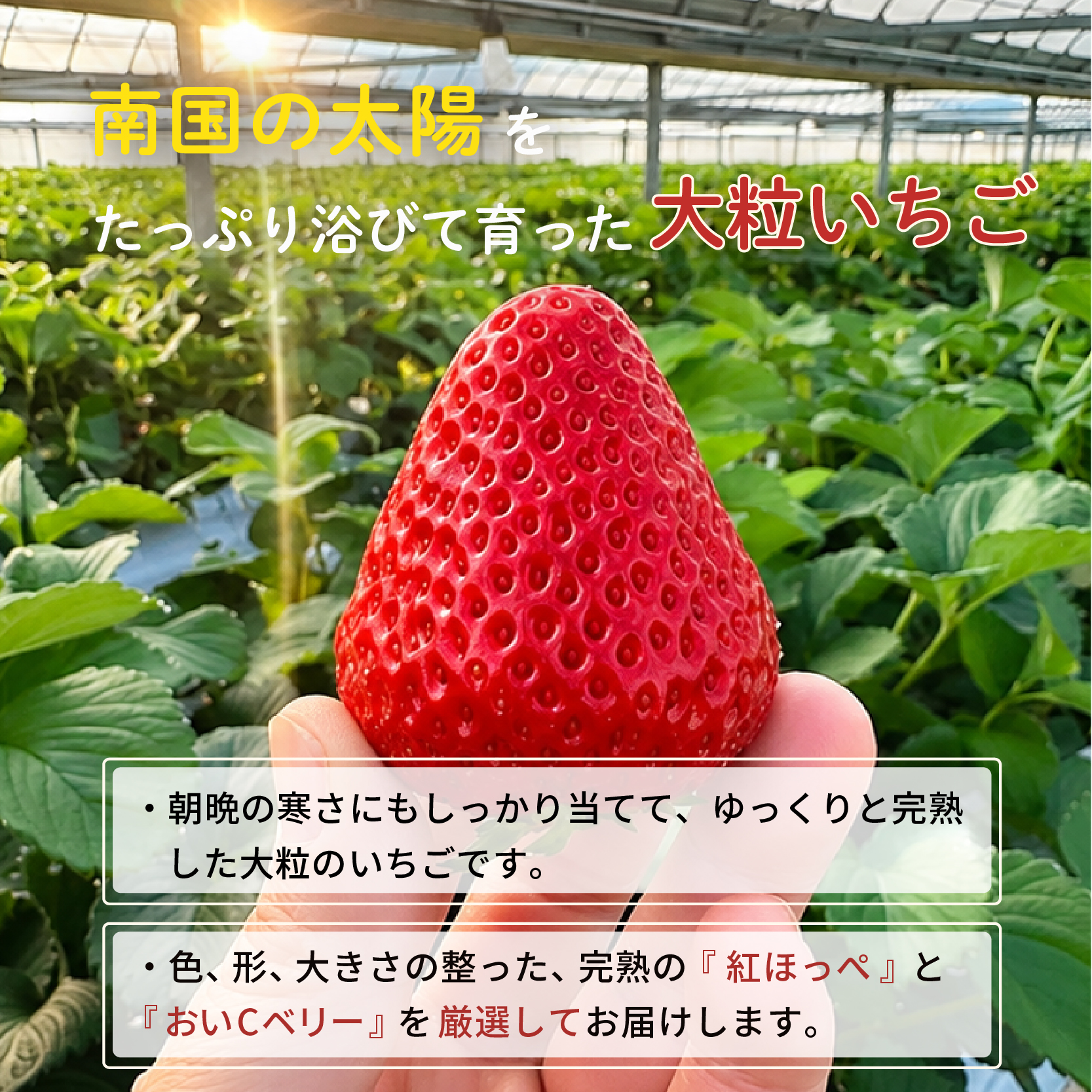å
è¡äºçŽ ãã¡ã èº èŽ
æ²¢ é£ã¹æ¯ã¹ã»ãã çŽ
ã»ã£ãº ããCããªãŒ èŽçå èš2ããã¯ïŒ18ïœ27ç² ïŒ2027幎1æçºééå§ïŒ | åžå° æ°åçš® é«çŽ å³éž ãã ãã èŽ
æ²¢ èŽãç© ã®ãã ãã¬ãŒã³ã éå® ãåãå¯ã æ¬ çã å€§ç² é«ç³åºŠ ç£å°çŽé æééå® é«ç¥ç ååœåž