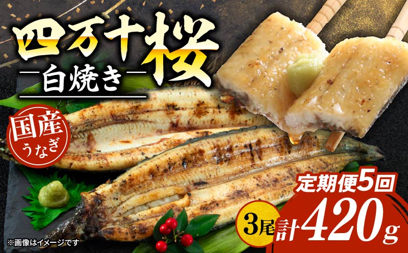 【通常用】【5回定期便】極上国産うなぎ四万十桜 白焼き約140g×3尾 | うなぎ 鰻 ウナギ 白焼き 定期便 国産 四万十鰻 ウナギ 蒲焼き 調理済み タレ付き 頒布会 ギフト（お歳暮/お正月）高級 お取り寄せ グルメ 食べ比べ 冷凍