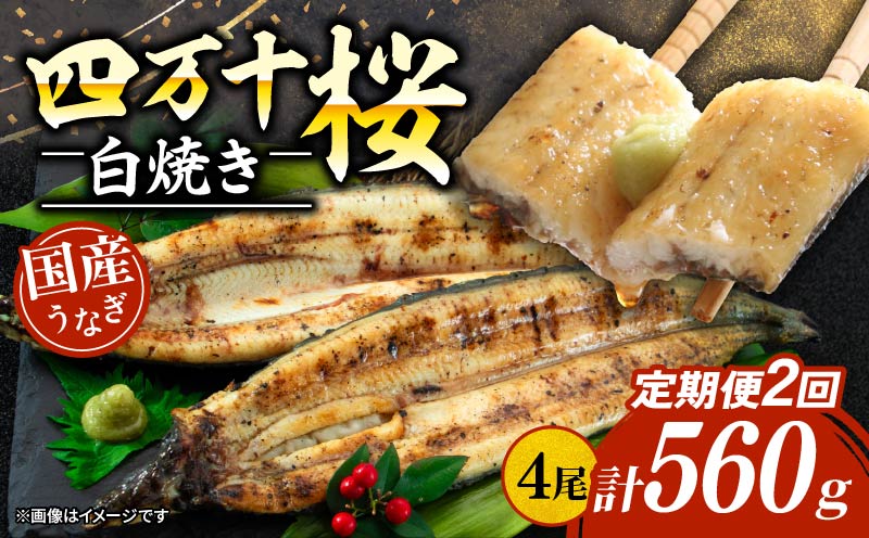 【通常用】【2回定期便】極上国産うなぎ四万十桜 白焼き約140g×4尾 | うなぎ 鰻 ウナギ 白焼き 定期便 国産 四万十鰻 ウナギ 蒲焼き 調理済み タレ付き 頒布会 ギフト（お歳暮/お正月）高級 お取り寄せ グルメ 食べ比べ 冷凍